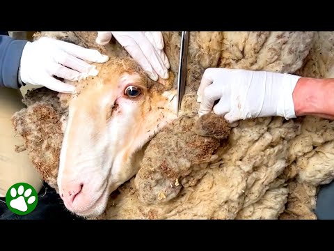 Sheep Covered In 90-Pounds Of Wool Gets Life-Saving Makeover ❤️