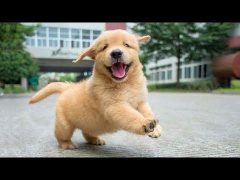 Funniest  Cutest Golden Retriever Puppies - 30 Minutes of Funny Puppy Videos 2020
