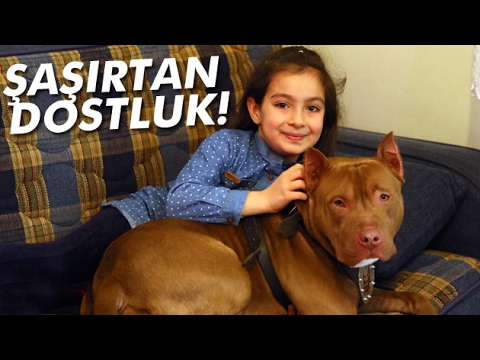 Pitbull ile 8 Yaşındaki Kızın Dostluğu Şaşırtıyor