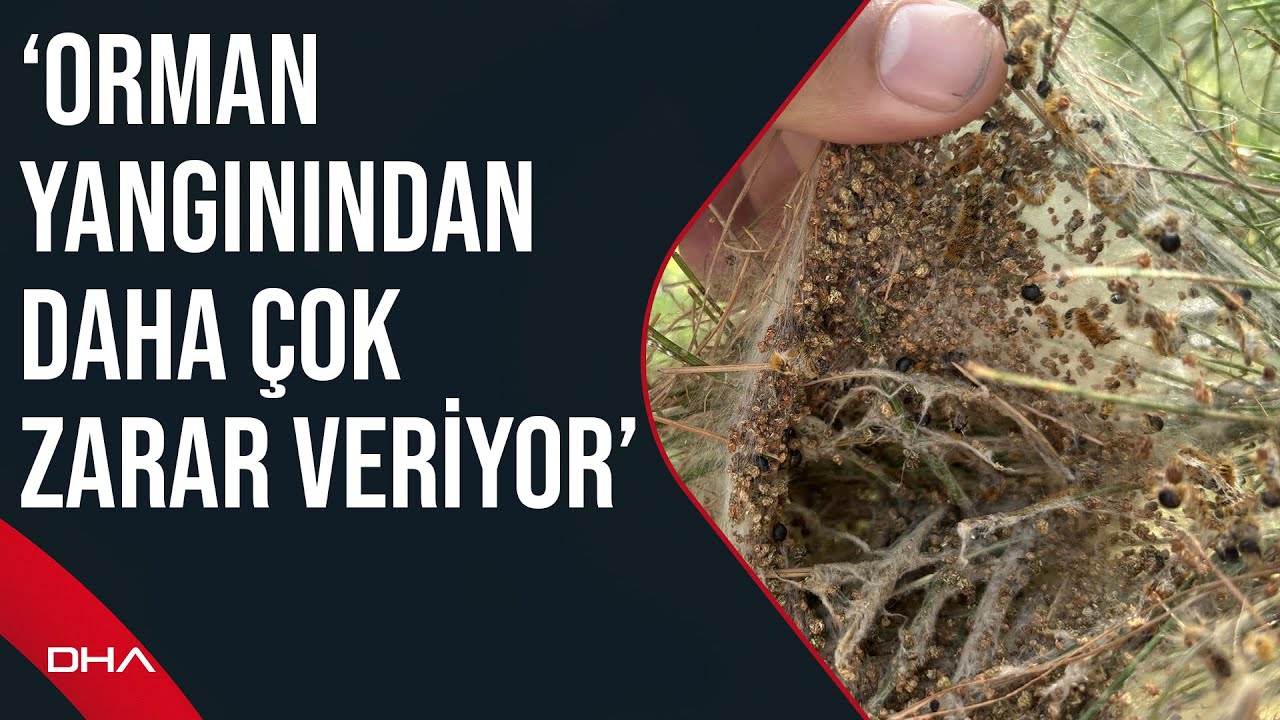 İzmir 'de çam kese böcekleri tehdidi altındaki ormanlar için mücadele çağrısı