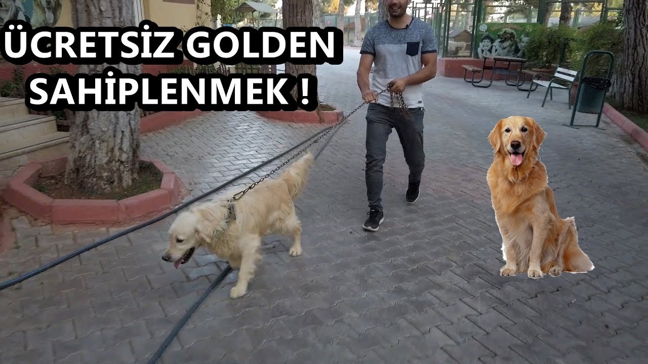 ücretsiz golden köpek sahiplenmek ! gaziantep köpek barınağı!