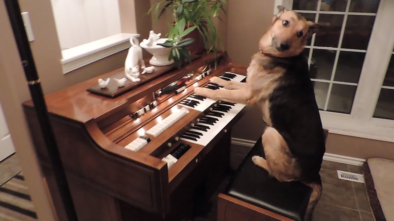 Rescue dog turns on piano and plays it