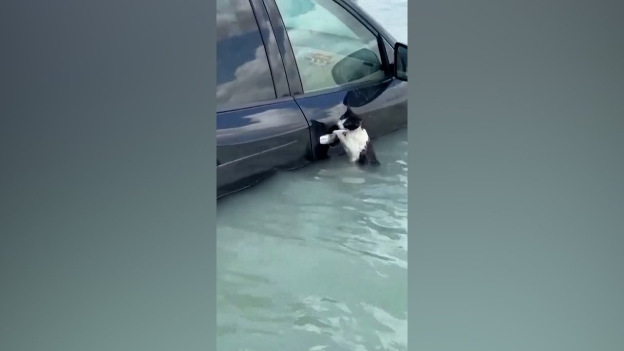 CAT CLİNGS TO CAR DOOR TO ESCAPE FLOODİNG İN DUBAİ | VOA NEWS