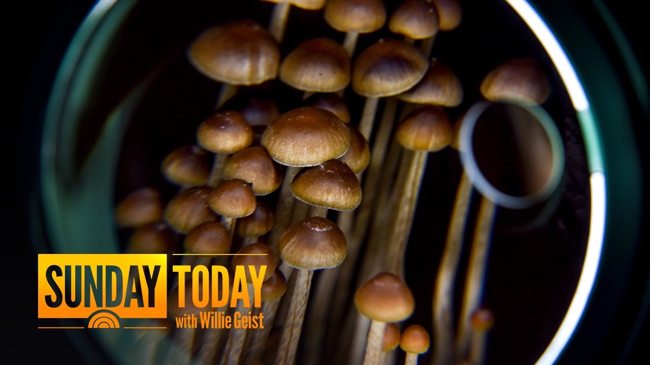 Psychedelic Mushrooms Being Used To Help People Fight Addiction