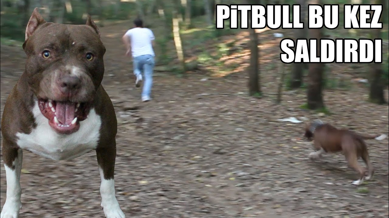 pitbull ateşi kışkırtım ( aşırı derecede sinirlendi ) pitbull eğitminde son nokta, aggressive dog