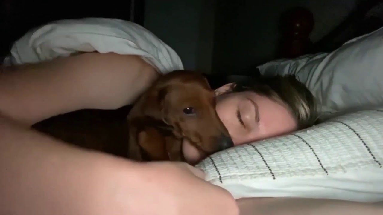 dachshund sneaks ınto his mama's bed at night to snuggle