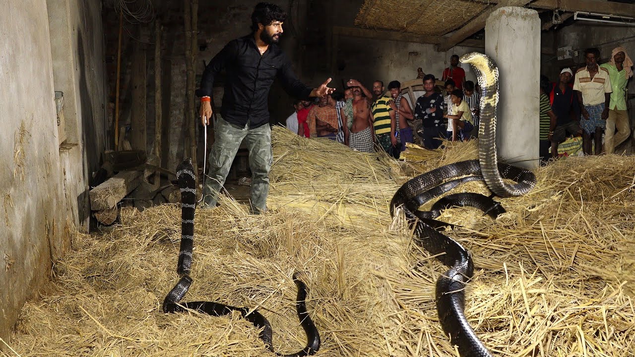 दुनिया का सबसे खतरनाक सांपों में, जब एक साथ दो किंग कोबरा से इस शख्स का हुआ सामना..???????? king Cobra