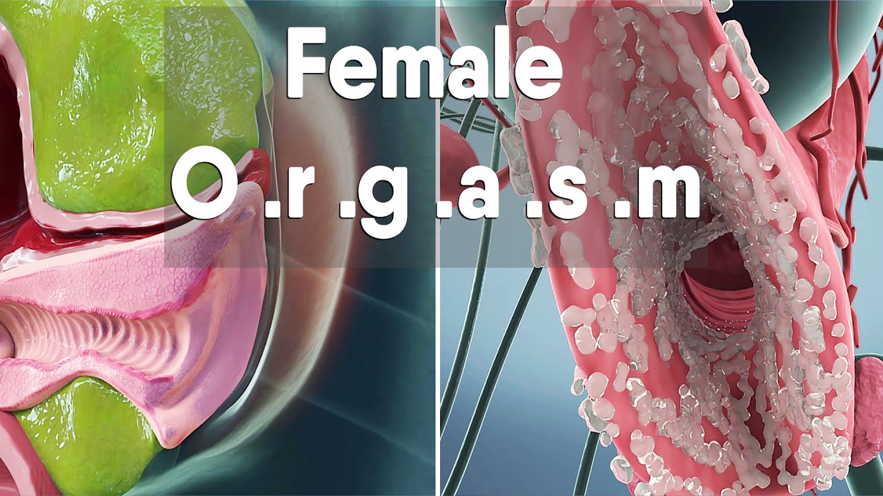 female orgasm | Female anatomy and biology