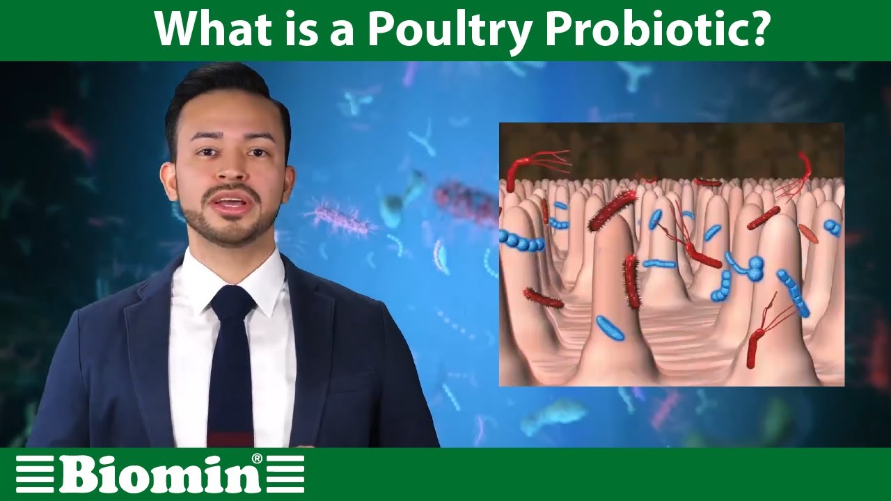 WHAT İS A POULTRY PROBİOTİC? [YOUR ANİMAL NUTRİTİON QUESTİONS ANSWERED]
