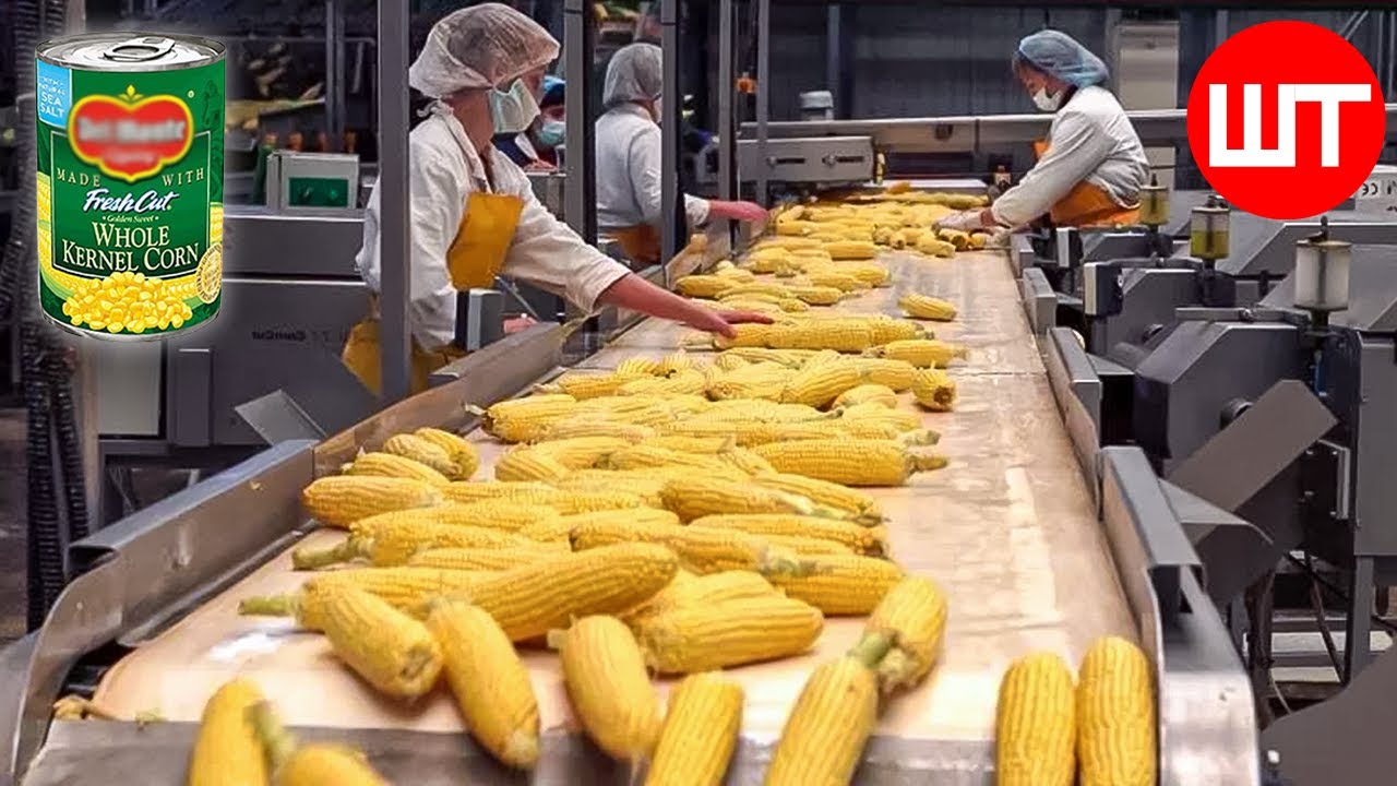 HOW CANNED CORN IS MADE | MODERN CORN HARVESTİNG TECHNOLOGY | FOOD FACTORY