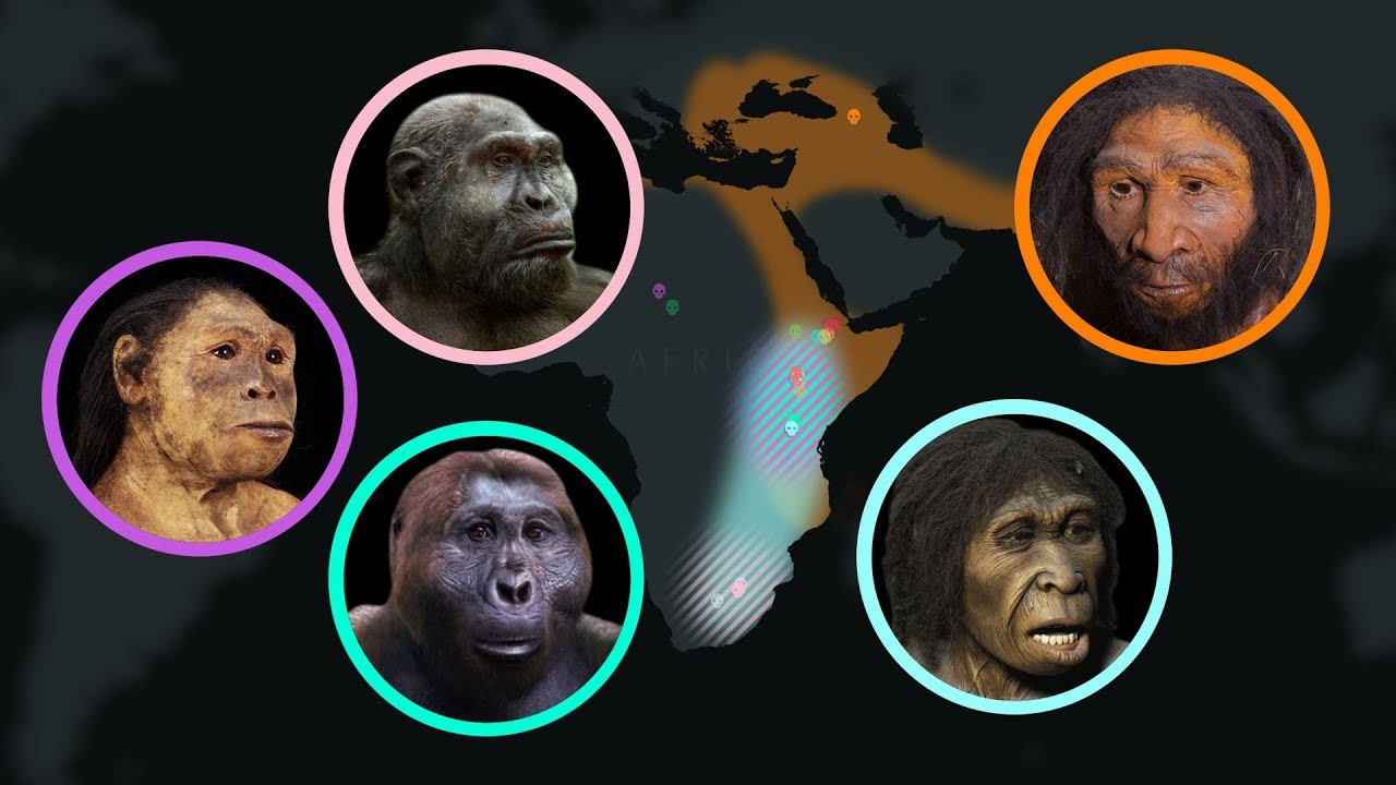 seven-million-years-of-human-evolution-datavisualization