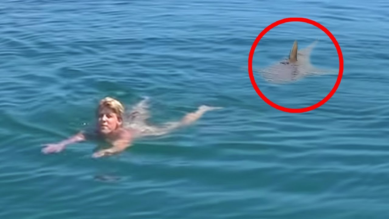 6 Shark Encounters You Won't Believe Happened