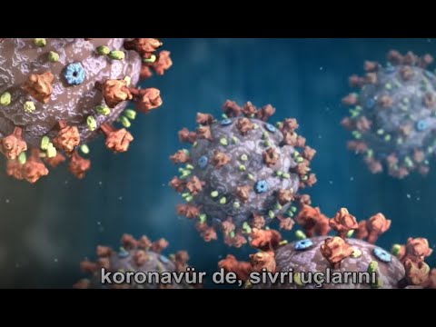 Koronavirüs hastalığı COVID-19'a yakalandığınızda akciğerlerinize neler olur? Nucleus Medical Media