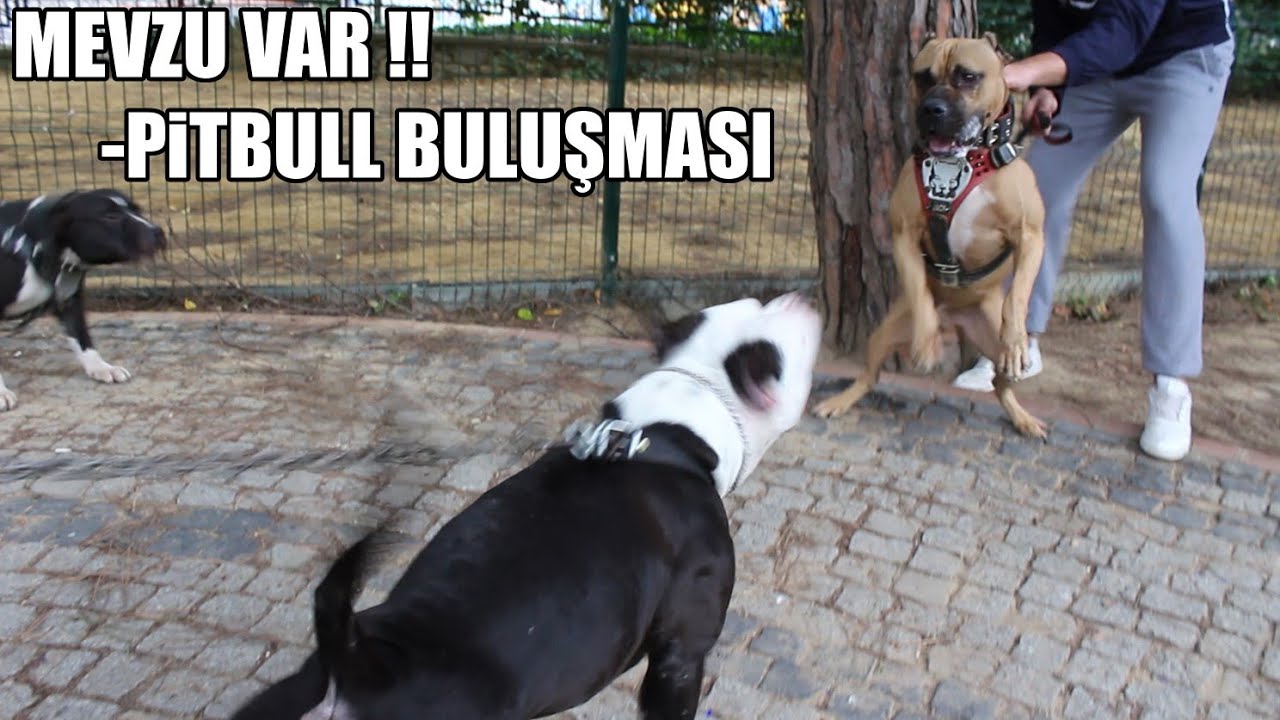 MEVZU VAR -PİTBULL BULUŞMASI (Pitbullar Karşı Karşıya geldi, Pitbull Etkinliği istanbul ) Power dogs
