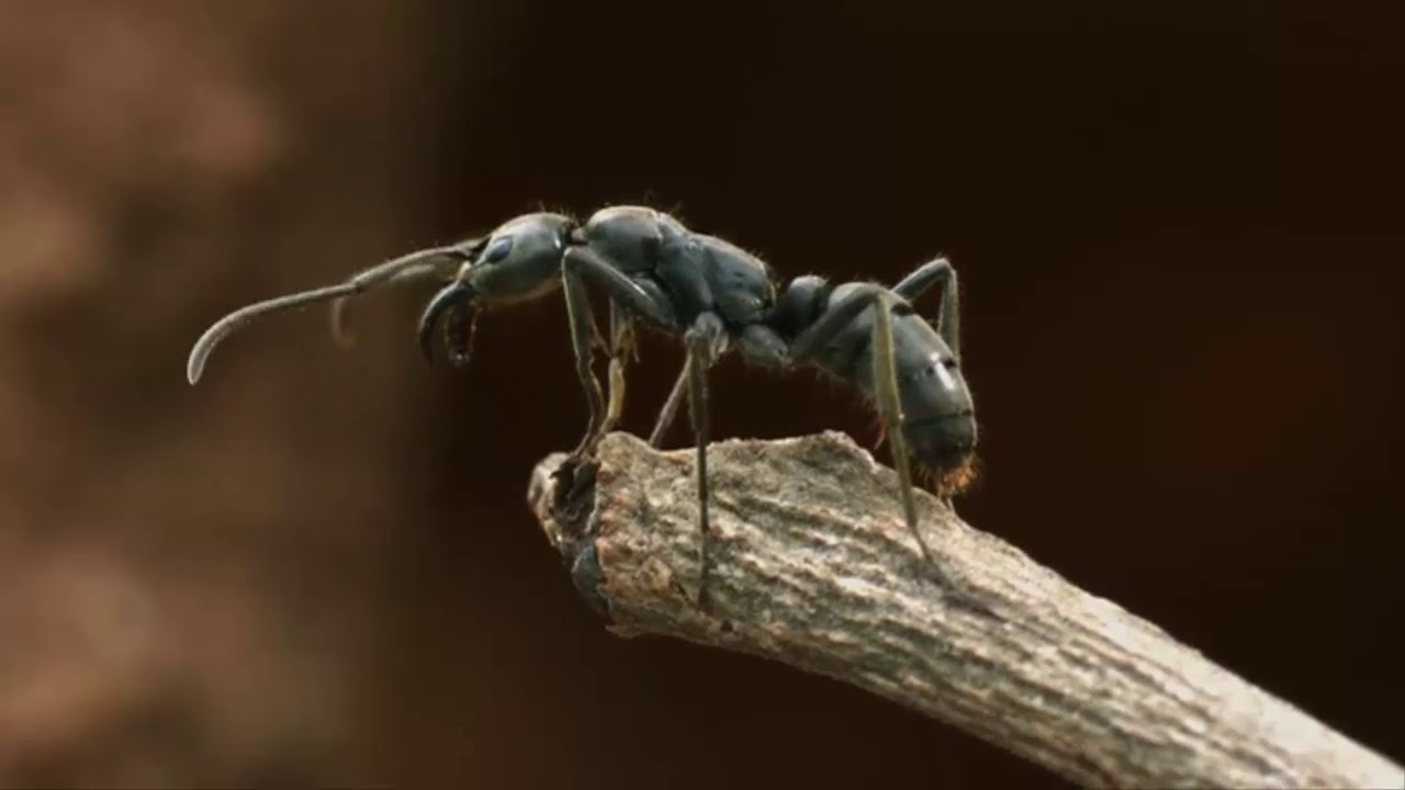 Belgesel | Karıncaların Dünyasına Yolculuk  HD