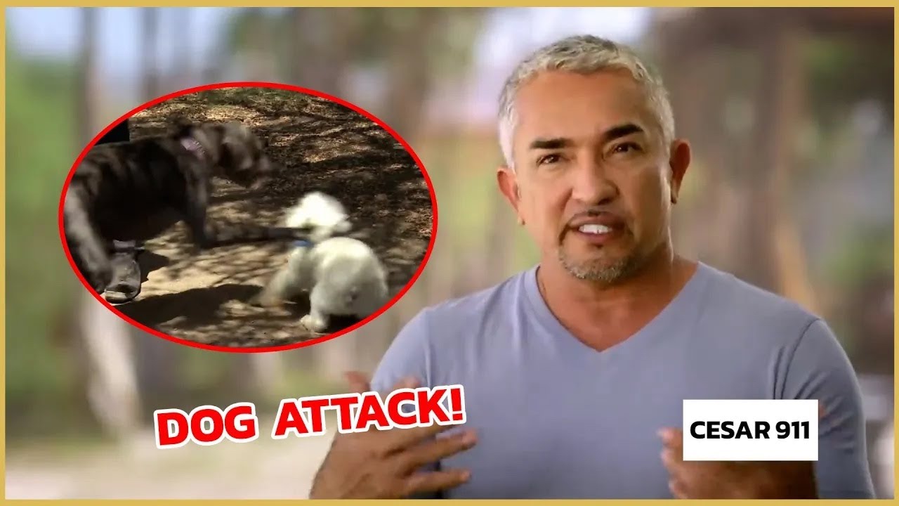 STOPPİNG AN AGGRESSİVE DOG ATTACK | CESAR 911