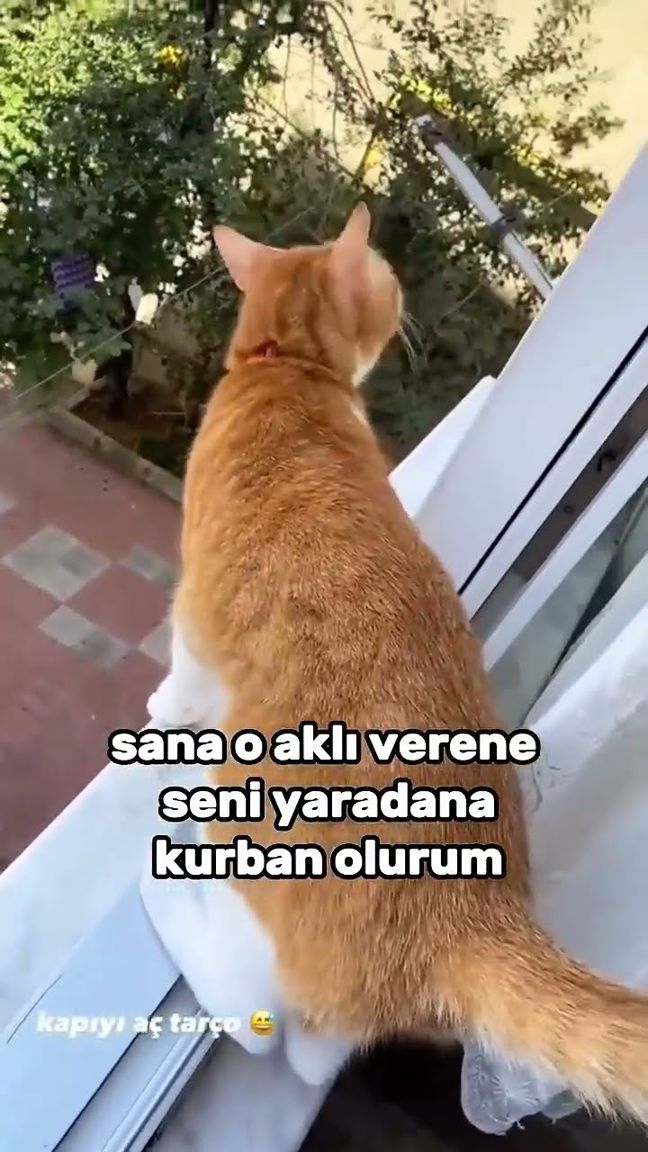 kedi