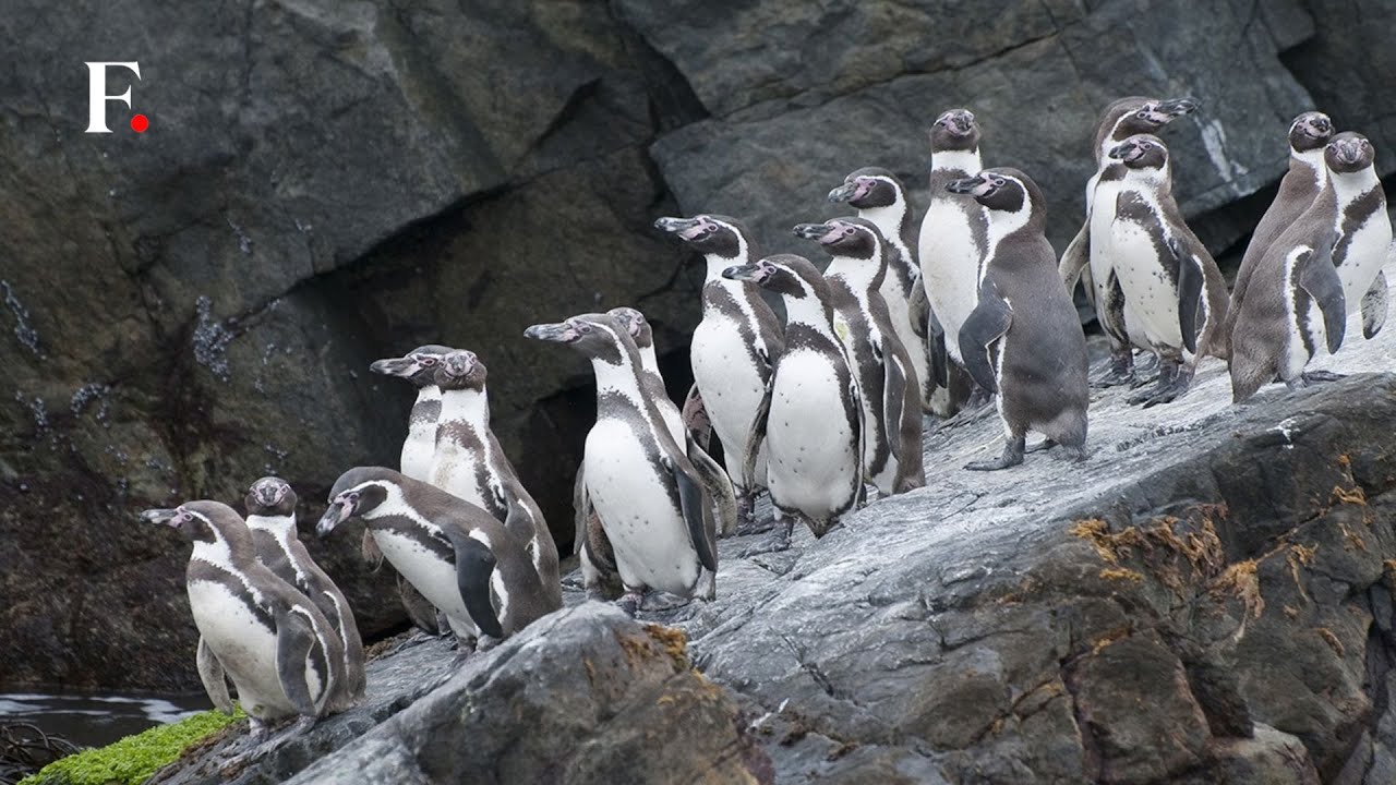 Chile’s Humboldt Penguins On The Verge of Extinction