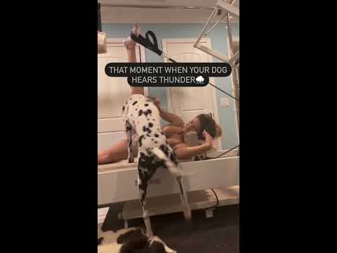 that moment when your dog hears ⛈️#sexy #sexyvideo #sex #short #viral