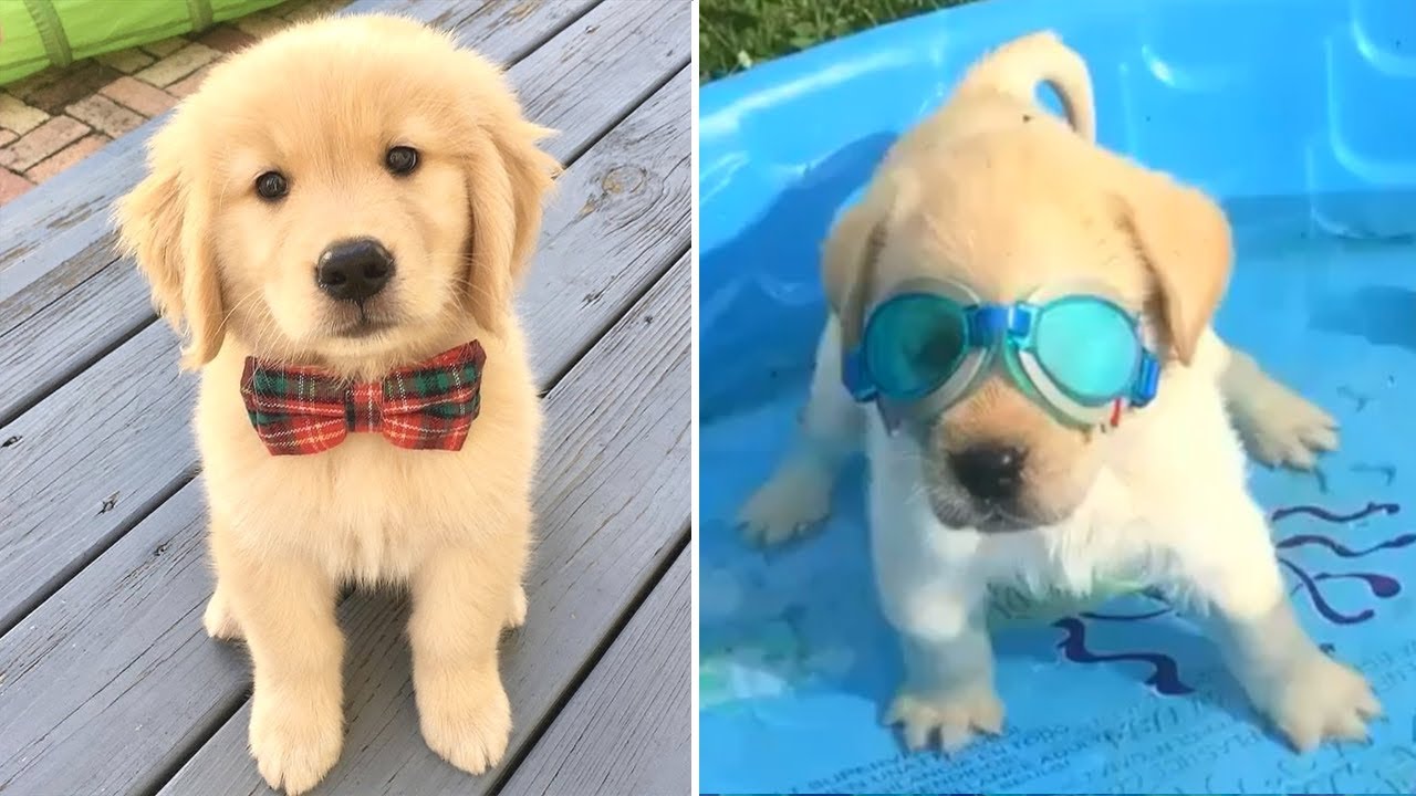 Funniest  Cutest Golden Retriever Puppies #12- Funny Puppy Videos 2020