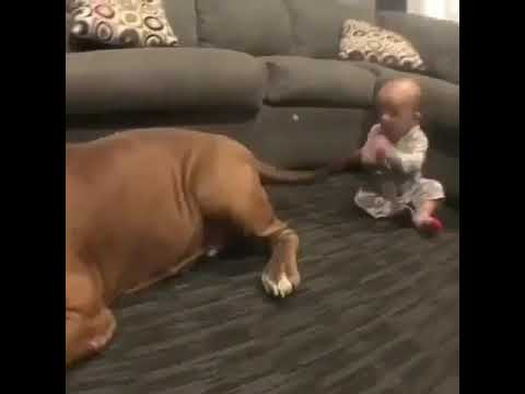 Pitbull ve Küçük Bebek