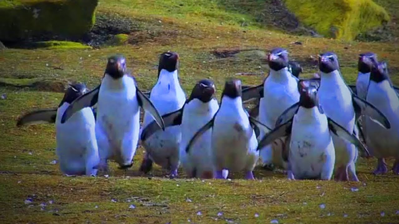 BEST OF FUNNY PENGUİNS  FUNNY AND CUTE PENGUİNS (FULL) [FUNNY PETS]