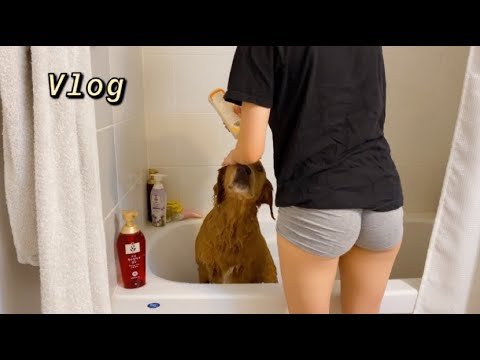 vlog일상 브이로그, 홀로인더키친, 혼자사는 집청소하고 부모님네 놀러가기, 대형견 골든두들, 재밌는 홀로 라이프, A fun vlog with Hollo + Dog