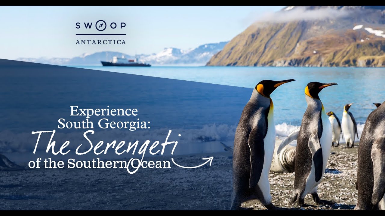 EXPERİENCE SOUTH GEORGİA -  THE SERENGETİ OF THE SOUTHERN OCEAN
