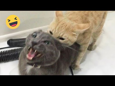 TRY NOT TO LAUGH CATS AND DOGS VİDEOS  - NEW FUNNY ANİMALS VİDEO 2024 #1