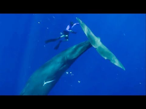 THE BEST WHALE MOMENTS CAPTURED ON FİLM | TOP 5 | BBC EARTH