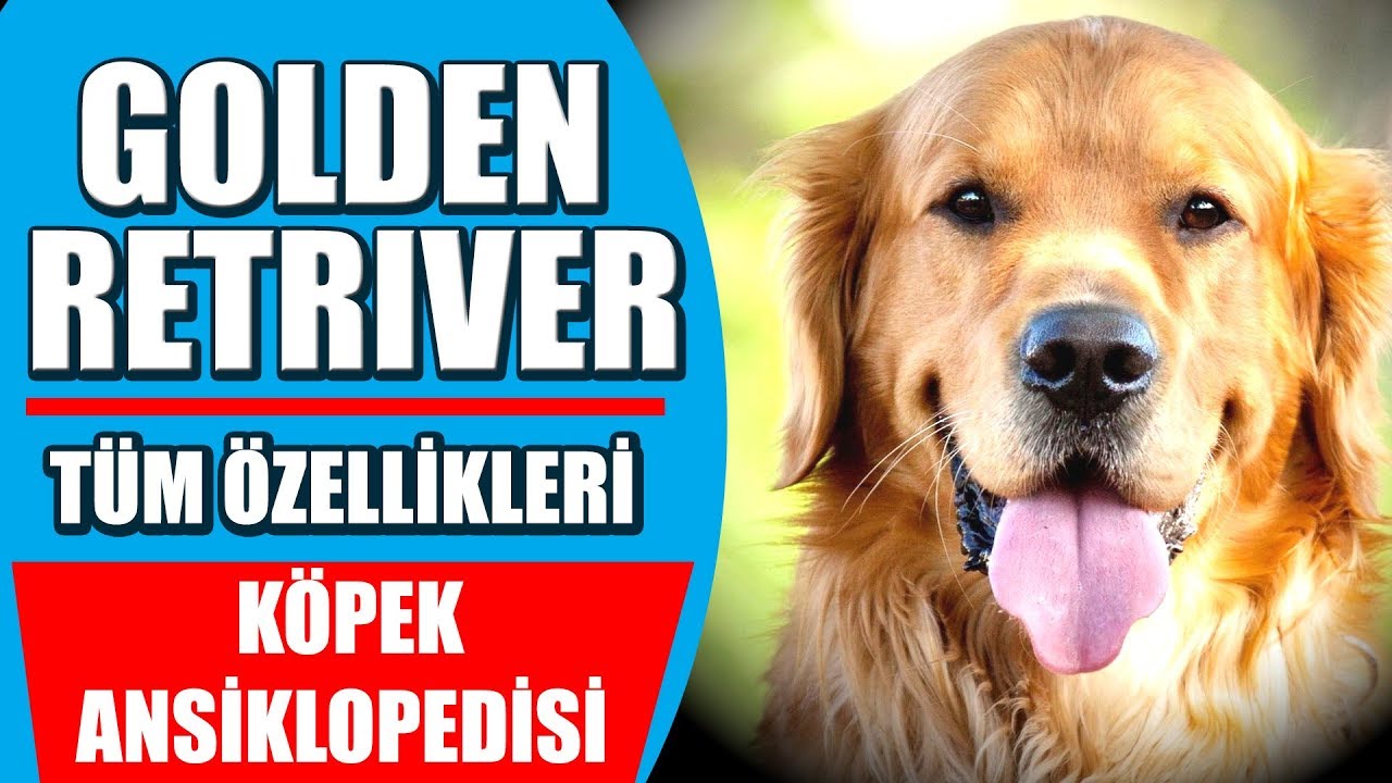 Golden Retriever ve Tüm Özellikleri - Köpek Ansiklopedisi