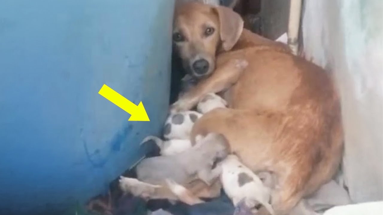 Mama dog cried and hugged her deceased puppies tightly, but the owner ignored them