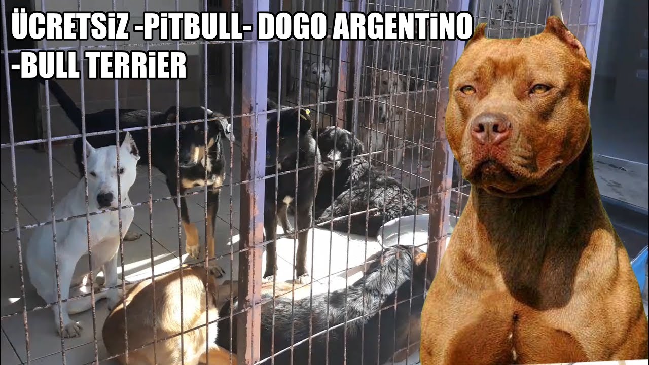 ücretsiz pitbull, dogo argentino, bull terrier ( köpek barınağını ziyaret ettim ) free dogs