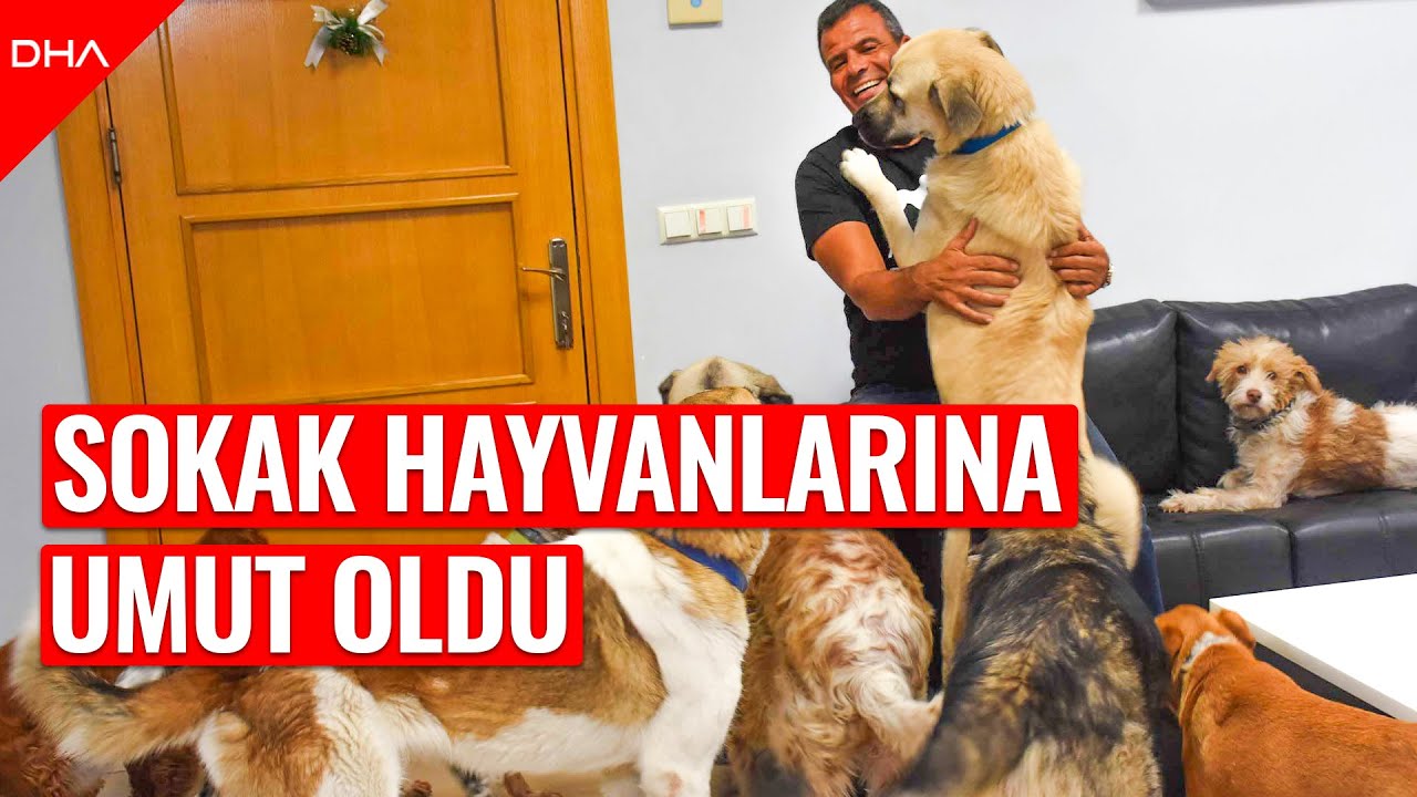 Fabrikasını can dostlarına açtı:  köpek ve  kediye bakıyor