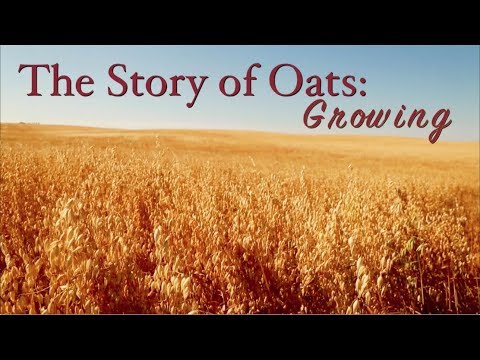 STORY OF OATS: GROWİNG