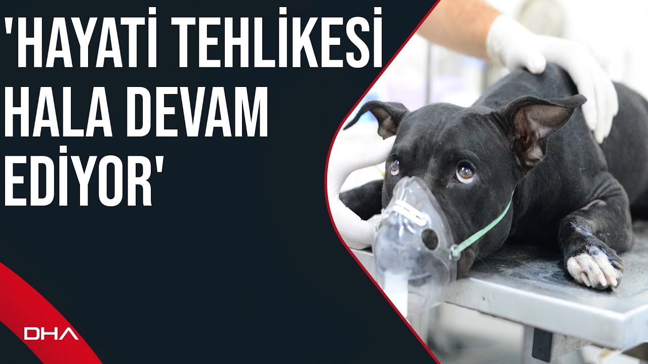 Bursa'da yangından kurtarılan köpeğin hayati tehlikesi devam ediyor