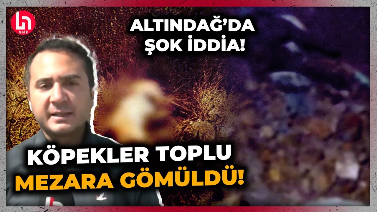 akpli-belediyenin-kopekleri-topluca-oldurup-gomdugu-iddia-edildi