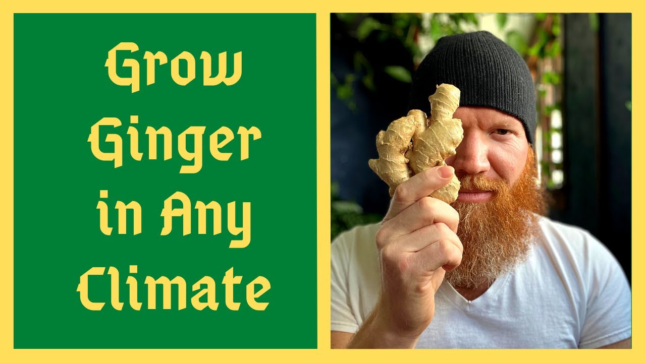 START GİNGER FEB/MARCH TO GROW FROM STORE BOUGHT - EVEN IN COLDER CLİMATES