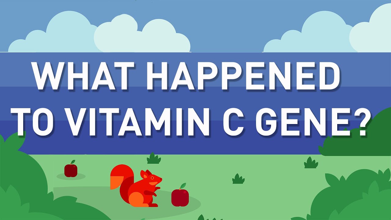 What Happened To Our Vit C Gene?