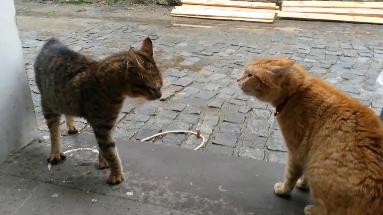 Ev Kedisi ile sokak kedisinin kavgası ( Kedi Kavgası )