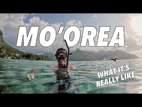 Island Life: A Moorea Travel Vlog | French Polynesia Adventure