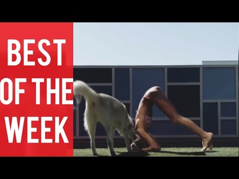 Dog Ruins Sexy Yoga Session and other fails! Best fails of the week!