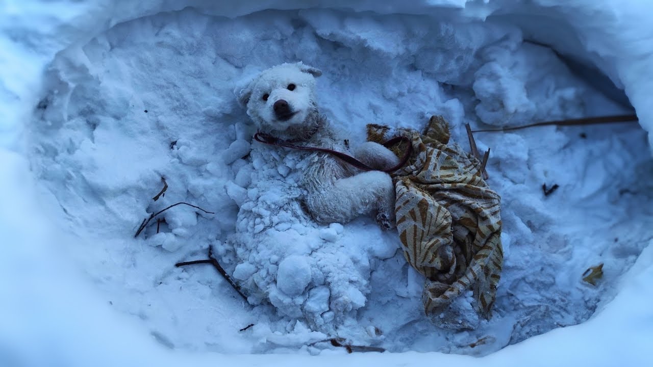 PUSHED DOWN THERE WİTH A BLANKET, THE FROZEN DOG CRİED LOUDLY WHEN HE WAS SAVED