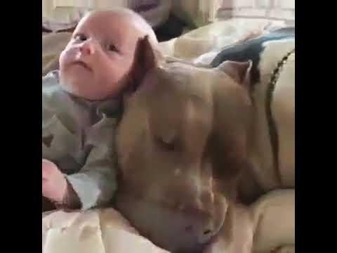 Pitbullun Bebeklere Karşı Olan Sevgisi