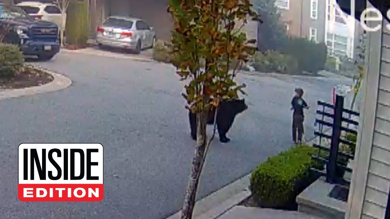 7-YEAR-OLD ENCOUNTERS MASSİVE BEAR WHİLE RİDİNG SCOOTER