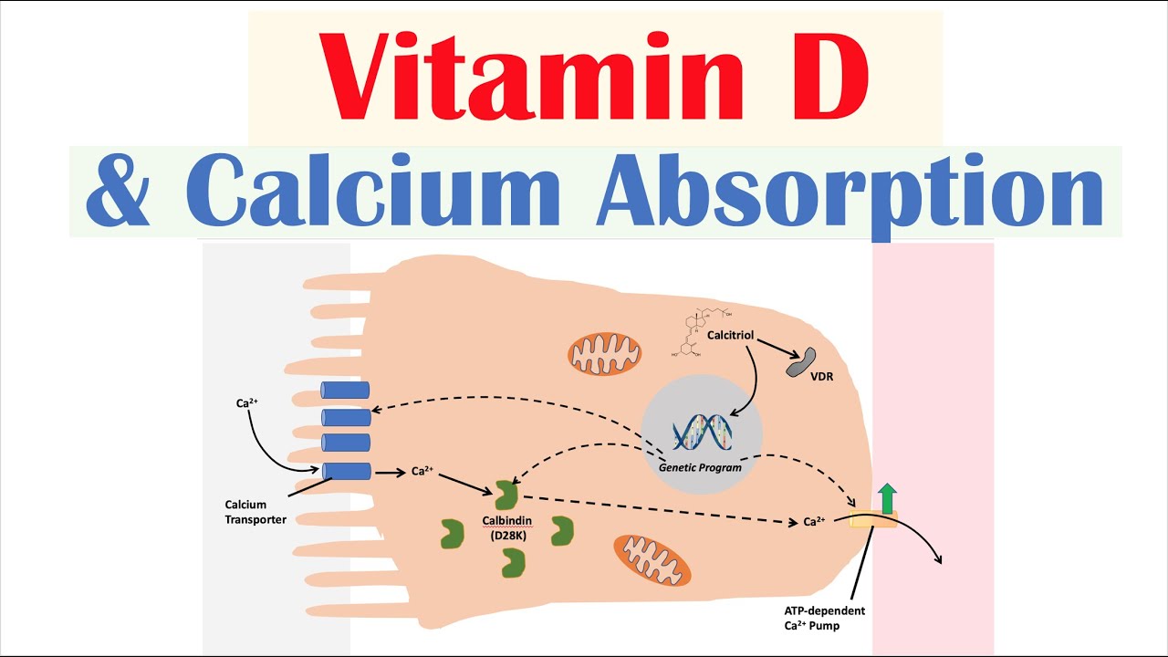 Vitamin D and Calcium Absorption - Biochemistry Lesson
