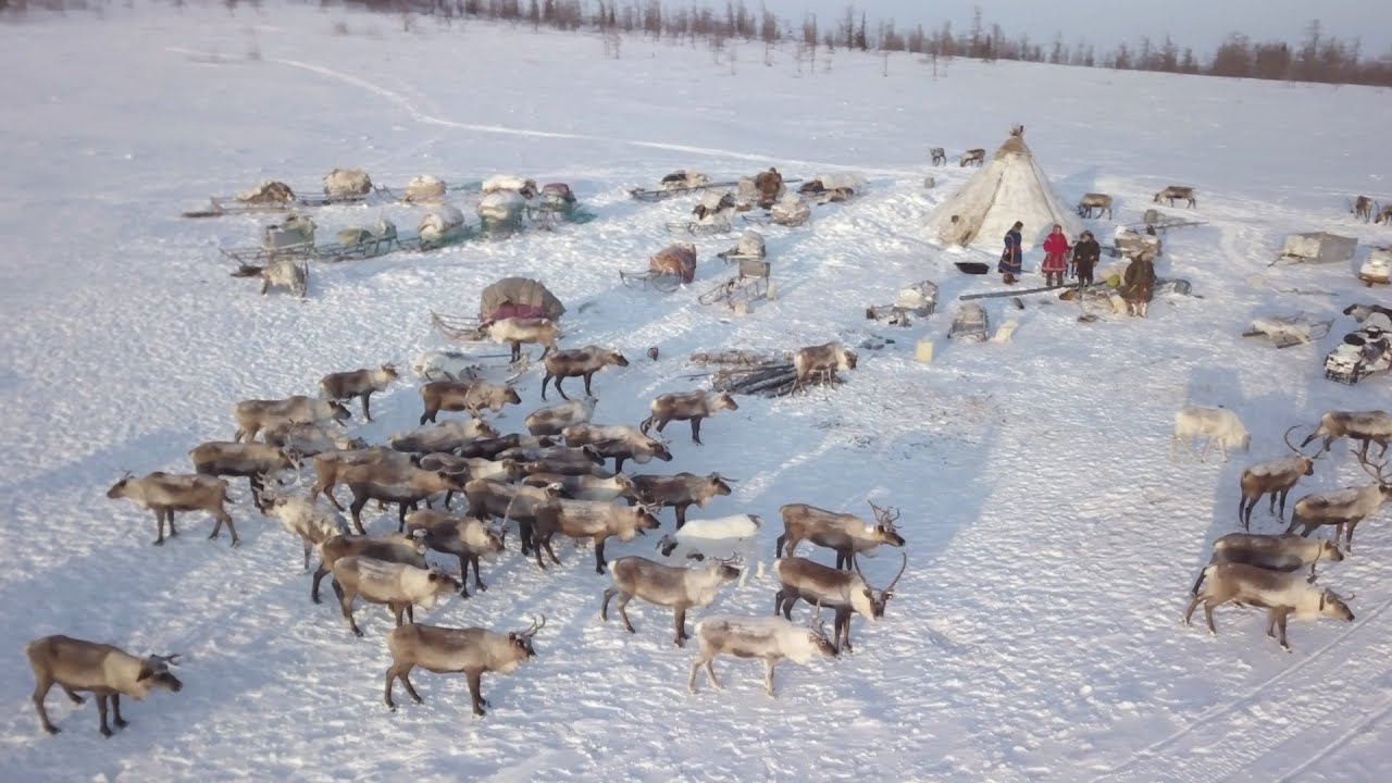 THE NOMADİC NENETS OF RUSSİA