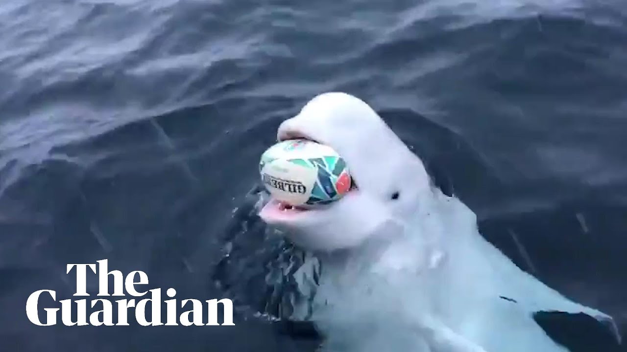 BELUGA WHALE FİLMED PLAYİNG 'FETCH' WİTH RUGBY WORLD CUP BALL
