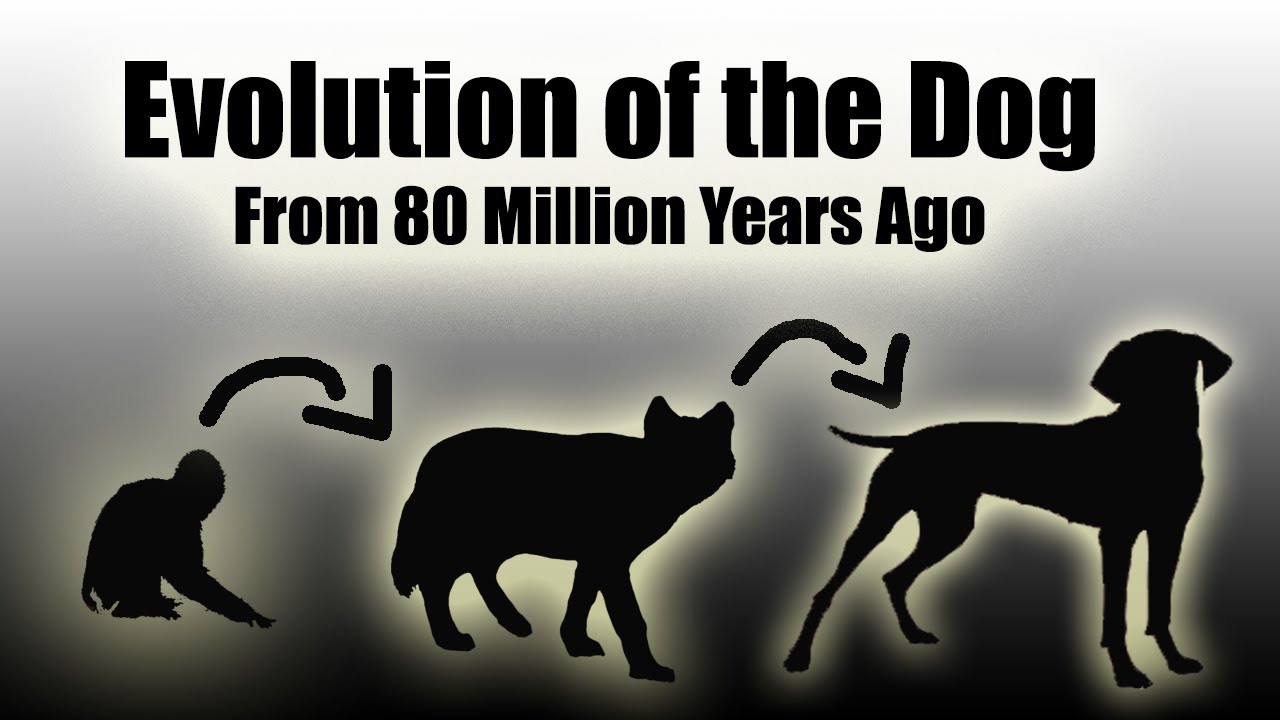 TIMELAPSE: Evolution Of The Dog  EVERY YEAR    Million Years In a Video  HD