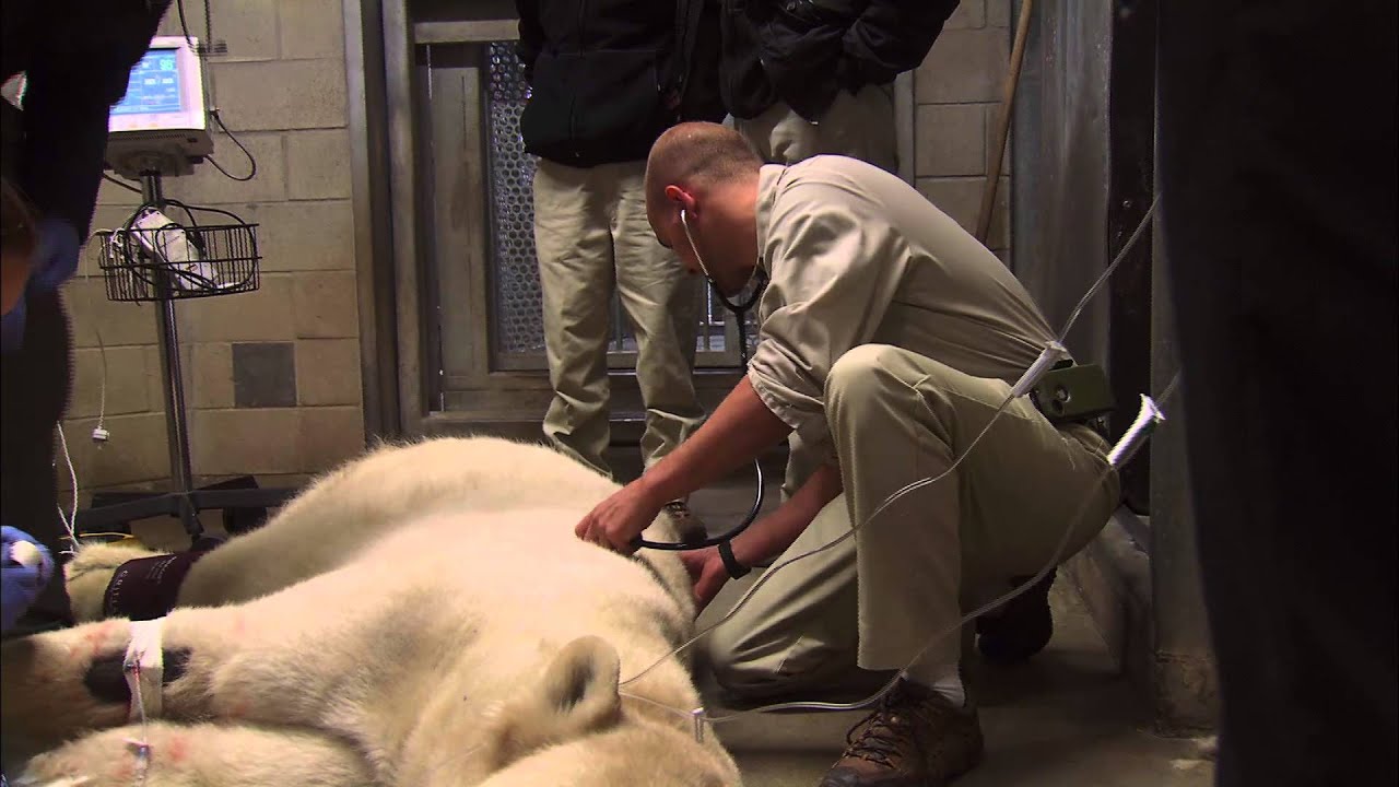 A Day in the Life of a San Diego Zoo Veterinarian